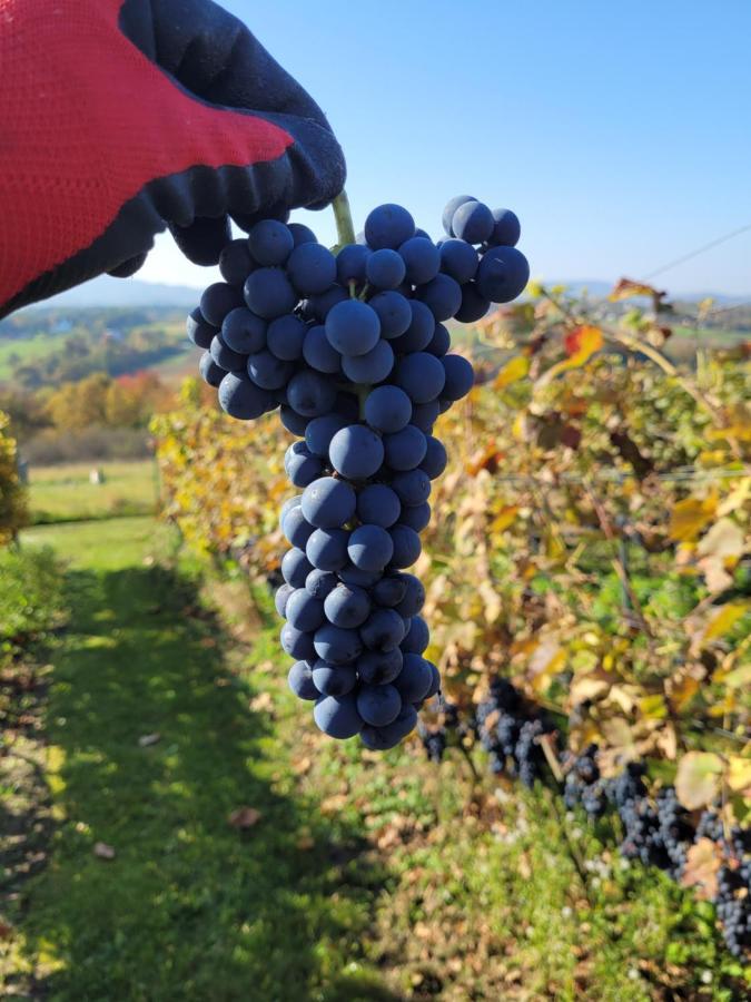 Fantastic View Vineyard Beskid Mountains Gruszow  Buitenkant foto